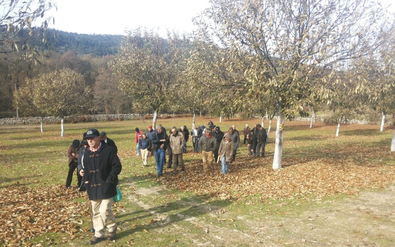 MUNICÍPIO E UNIVERSIDADE DE TRÁS-OS-MONTES DETERMINADOS NO COMBATE ÀS DOENÇAS DO CASTANHEIRO E NO AUMENTO DA PRODUÇÃO DE CASTANHA