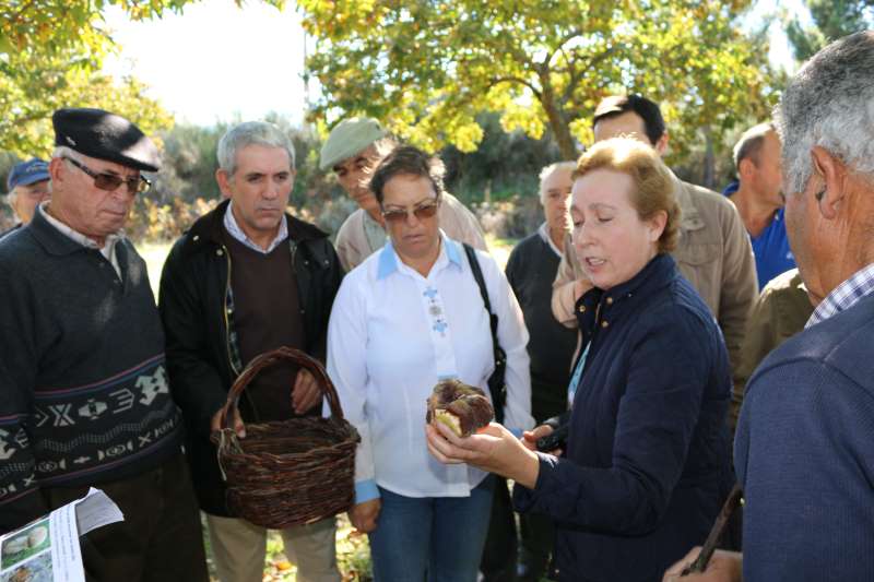 Cogumelos do souto, uma fonte de rendimento adicional para os agricultores