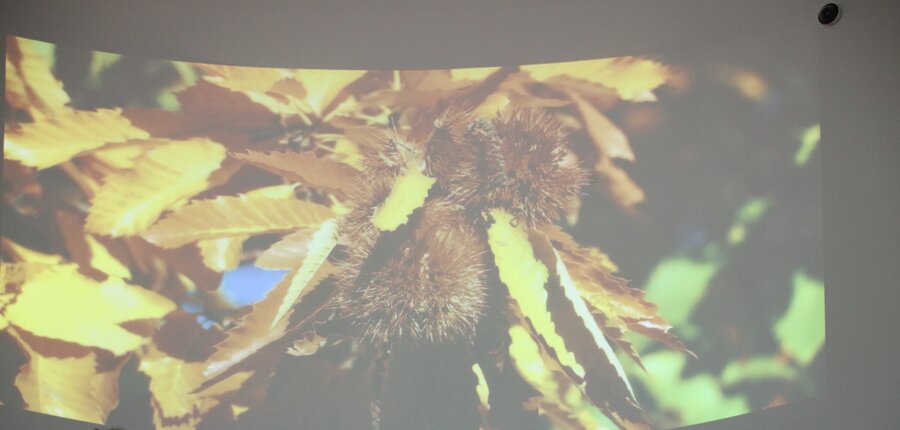 Espaço da Castanha Interior4